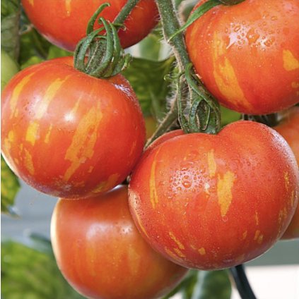 Screenshot 2026 01 19 at 9.26.06