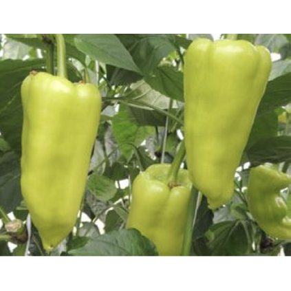 43353 screenshot 2025 12 22 at 0 43 37