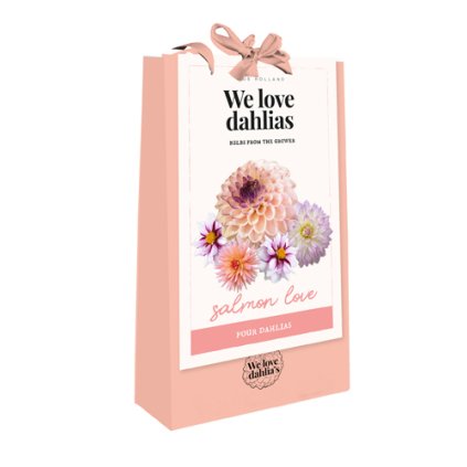 Jiřiny SALMON LOVE 4 ks