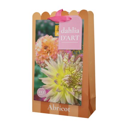 Jiřiny ABRICOT 4 ks