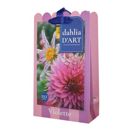 Jiřiny VIOLETTE 4 ks