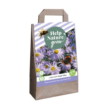 Hvězdnice NOVI BELGII MILKA 5 ks