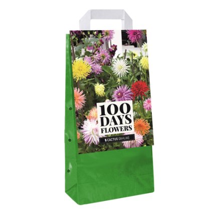 Jiřiny CACTUS MIX 5 ks