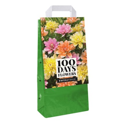 Jiřiny WATERLILY MIX 5 ks