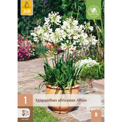AGAPANTHUS AFRICANUS ALBUS 1X