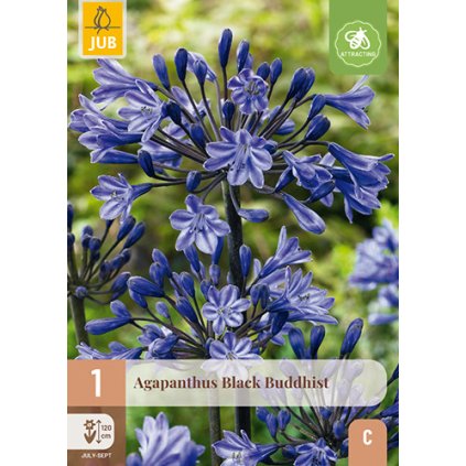 AGAPANTHUS BLACK BUDDHIST 1X