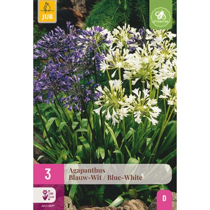 AGAPANTHUS BLAUW - WIT / BLUE - WHITE 3X
