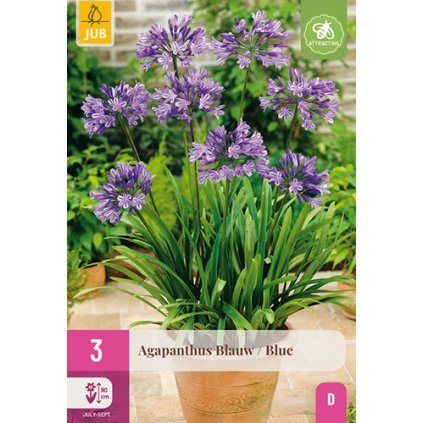 AGAPANTHUS BLAUW / BLUE 3X
