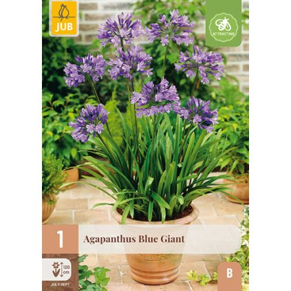 Kalokvět BLUE GIANT 1X