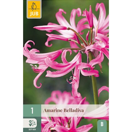 Amarylis BELLADIVA 1X