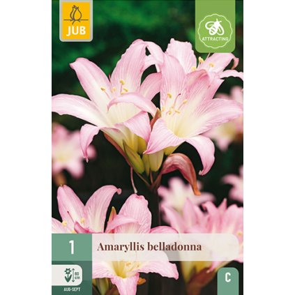Amarylis BELLADONNA 1X
