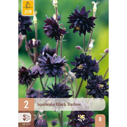 Orlíček BLACK BARLOW 2 ks