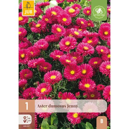 Hvězdnice DUMOSUS JENNY 1 ks