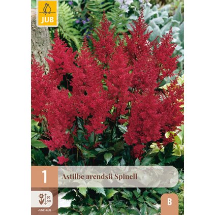 Čechrava ARENDSII SPINELL 1 ks