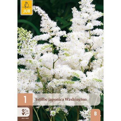 Čechrava JAPONICA WASHINGTON 1 ks