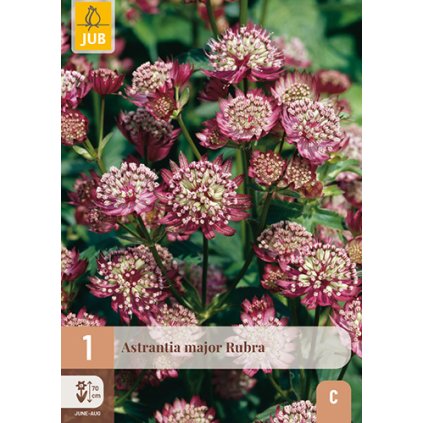 Jarmanka MAJOR RUBRA 1 ks