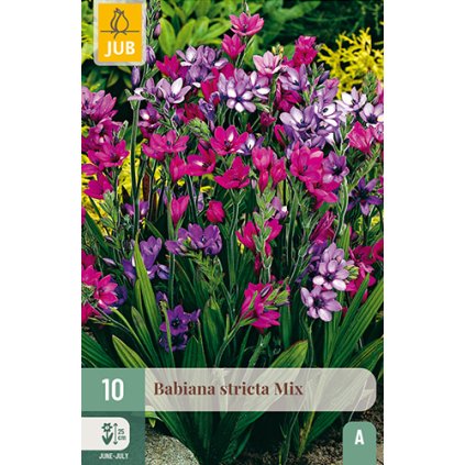 BABIANA STRICTA MIX 10X