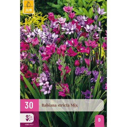 Babiana STRICTA MIX 30 ks