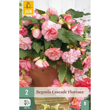 Begónie CASCADE FLORENCE 2 ks