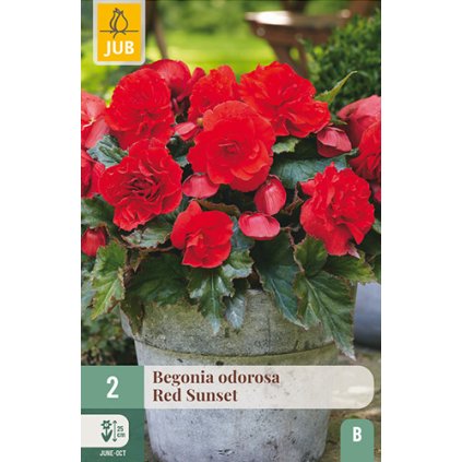 Begónie CASCADE ODOROSA RED SUNSET 2 ks