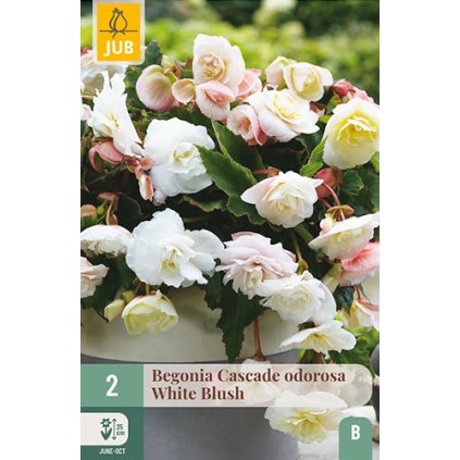 Begónie CASCADE ODOROSA WHITE BLUSH 2 ks