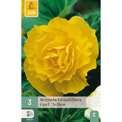 Begónie GRANDIFLORA YELLOW 3 ks