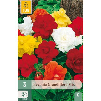 Begónie GRANDIFLORA MIX 3 ks