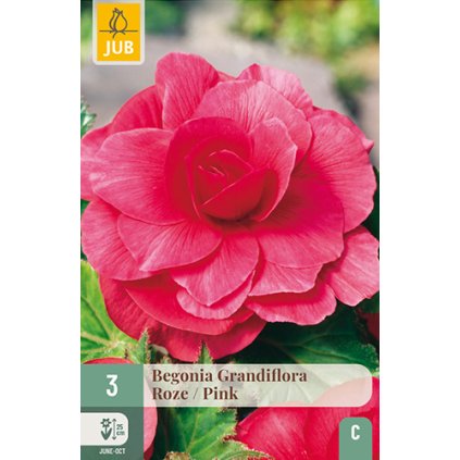 Begónie GRANDIFLORA PINK 3 ks