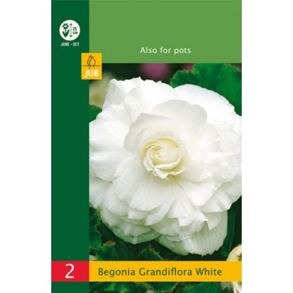 Begónie GRANDIFLORA WHITE 2 ks