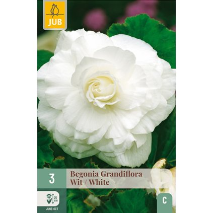Begónie GRANDIFLORA WHITE 3 ks