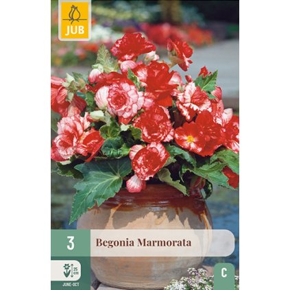 Begónie MARMORATA 3 ks