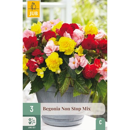 Begónie NON STOP MIX 3 ks