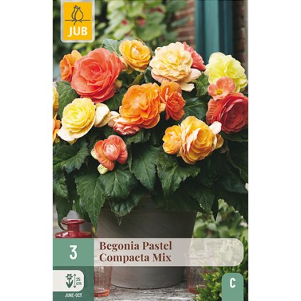 Begónie PASTEL COMPACTA MIX 3 ks