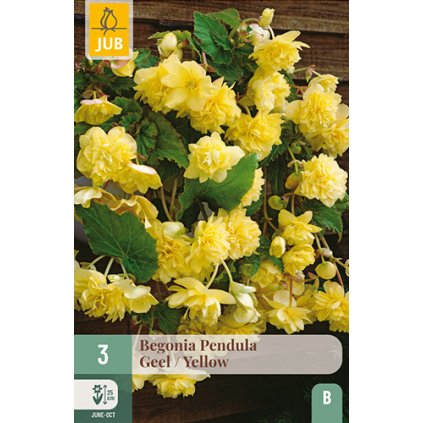 Begónie PENDULA YELLOW 3 ks