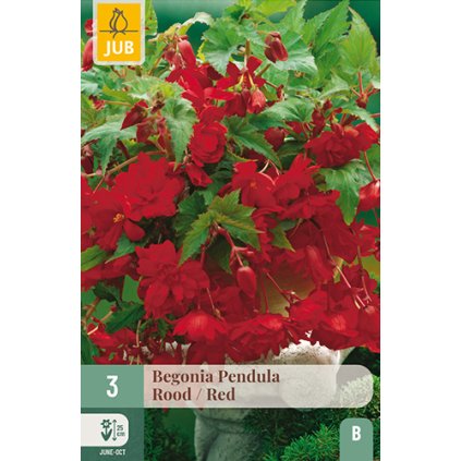 Begónie PENDULA RED 3 ks