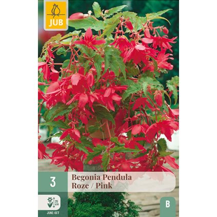 Begónie PENDULA PINK 3 ks