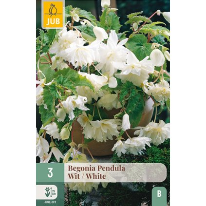 Begónie PENDULA WHITE 3 ks