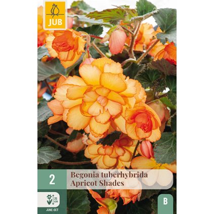 Begónie TUBERHYBRIDA APRICOT SHADES 2 ks