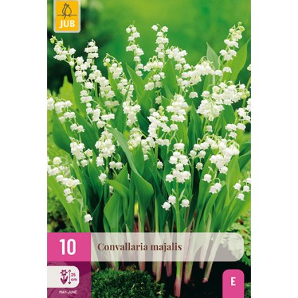 CONVALLARIA MAJALIS 10X