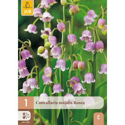 Konvalinka MAJALIS ROSEA 1X