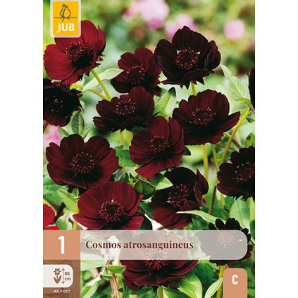 COSMOS ATROSANGUINEUS 1 ks