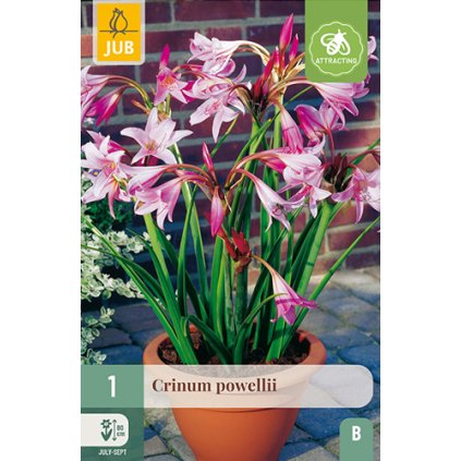 CRINUM POWELLII 1 ks