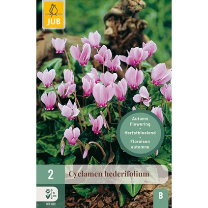 CYCLAMEN HEDERIFOLIUM 2 ks