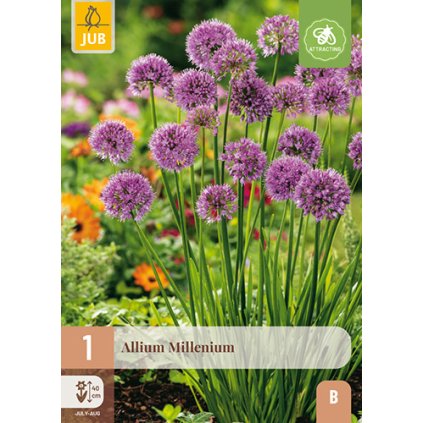 Česnek MILLENIUM 1 ks