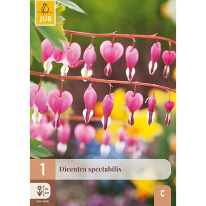 DICENTRA SPECTABILIS 1 ks