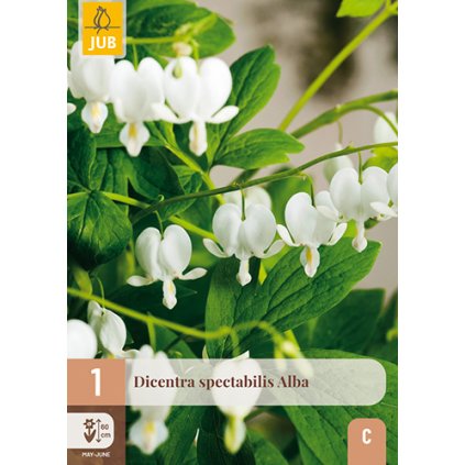 DICENTRA SPECTABILIS ALBA 1 ks