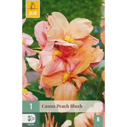 Dosna PEACH BLUSH 1X