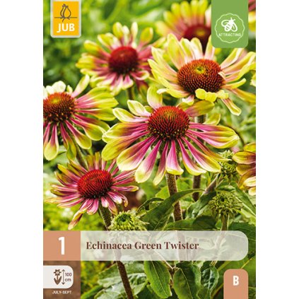 ECHINACEA GREEN TWISTER 1X
