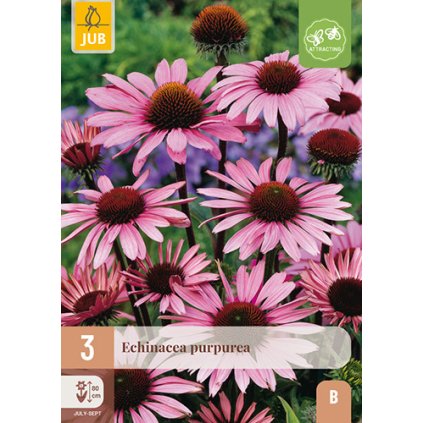 Třapatka PURPUREA 3X