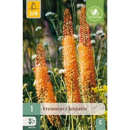 EREMURUS CLEOPATRA 1 ks